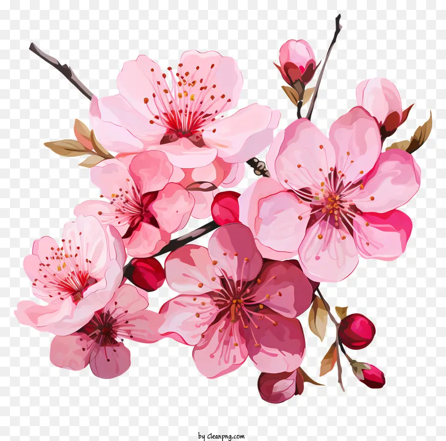 разноцветные краски вишневые ветви цветение，Сакура цветут PNG