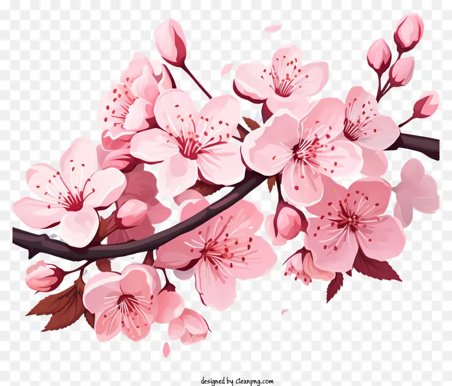 Реалистичный стиль вишневый ветвь цветет，Вишни PNG