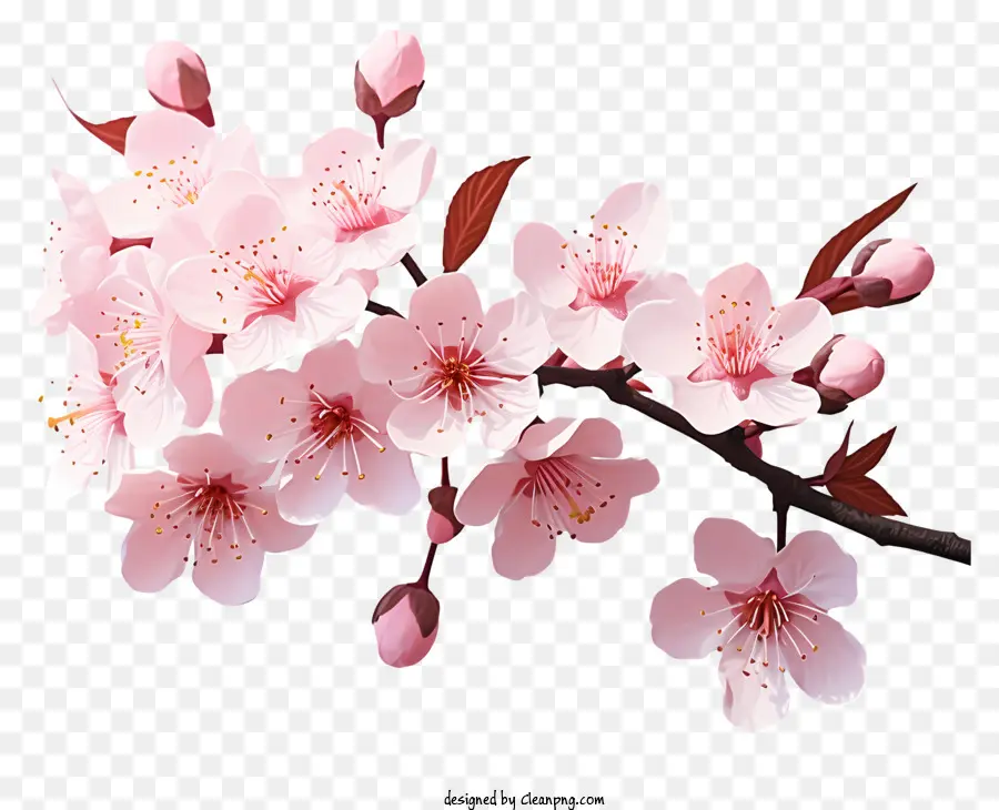 Реалистичный стиль вишневый ветвь цветет，Розовые цветы PNG