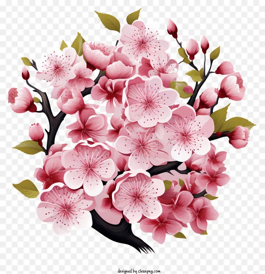 пастельная вишневая ветвь цветут，Сакура цветут PNG
