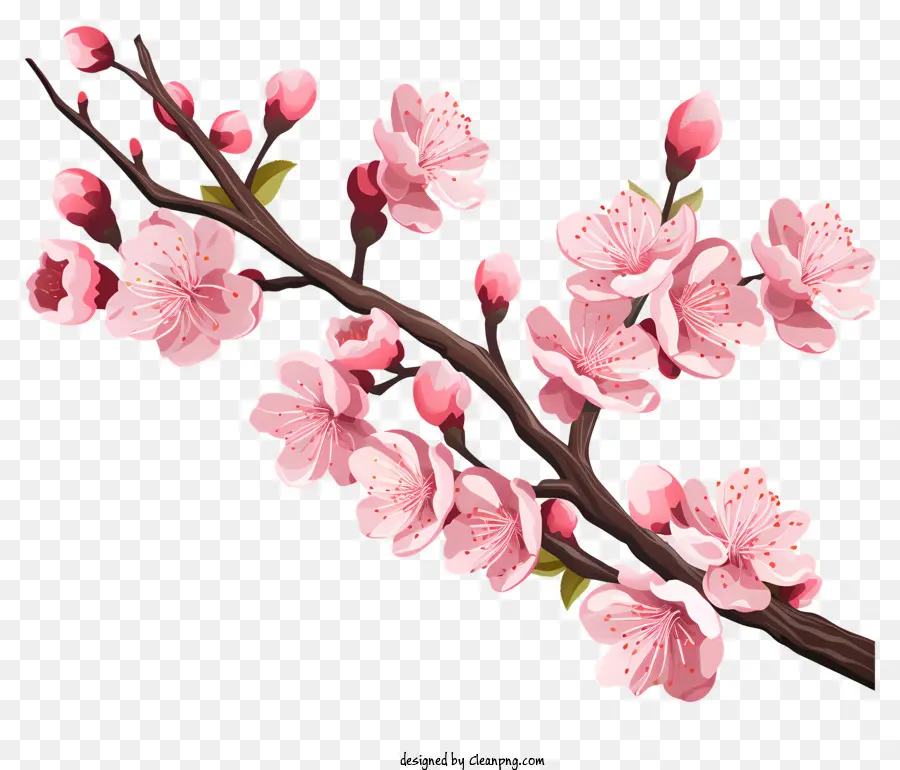 Сакура вишневый ветвь с цветущими цветами，Вишни PNG