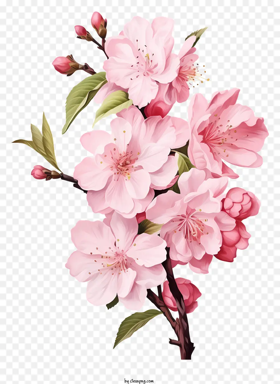Реалистичный стиль вишневый ветвь цветет，Вишневое дерево PNG