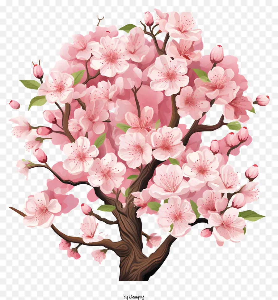 Плоская вишневая ветвь цветут，Дерево с розовыми цветами PNG