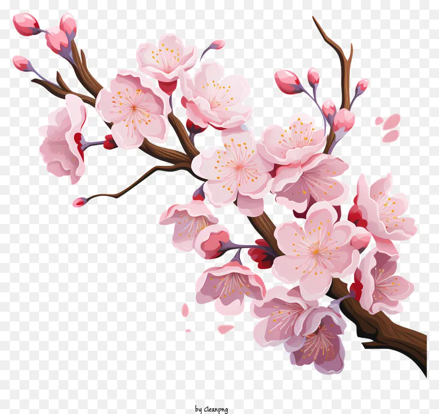 Сакура вишневый ветвь с цветущими цветами，Вишневое дерево PNG