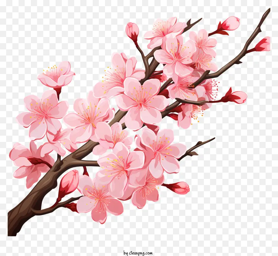 Сакура вишневый ветвь с цветущими цветами，Розовый цветочный ветвь PNG