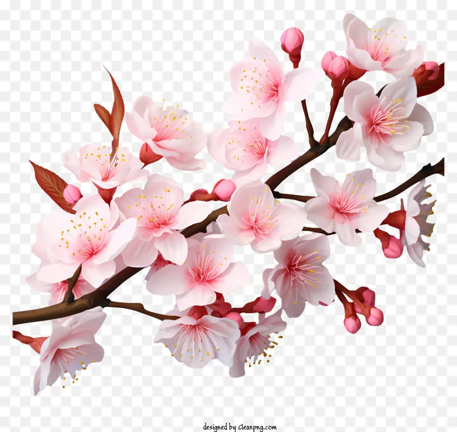 Реалистичный 3d стиль вишневой ветвь цветет，Вишни PNG