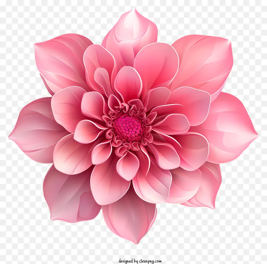 розовый цветок，Розовый тесто цветок PNG