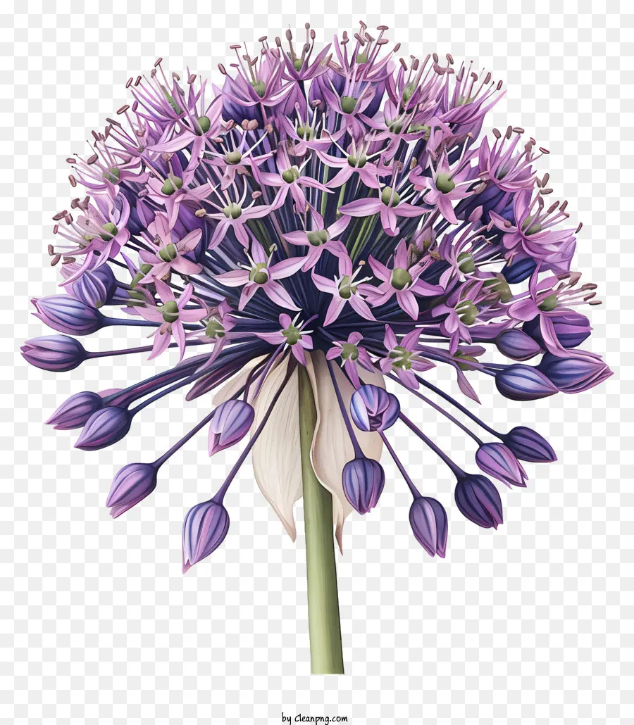 лукабатуна Giganteum у，Фиолетовый цветок Aggall PNG