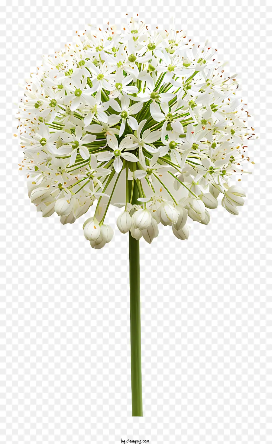 лукабатуна Giganteum у，белый цветок PNG