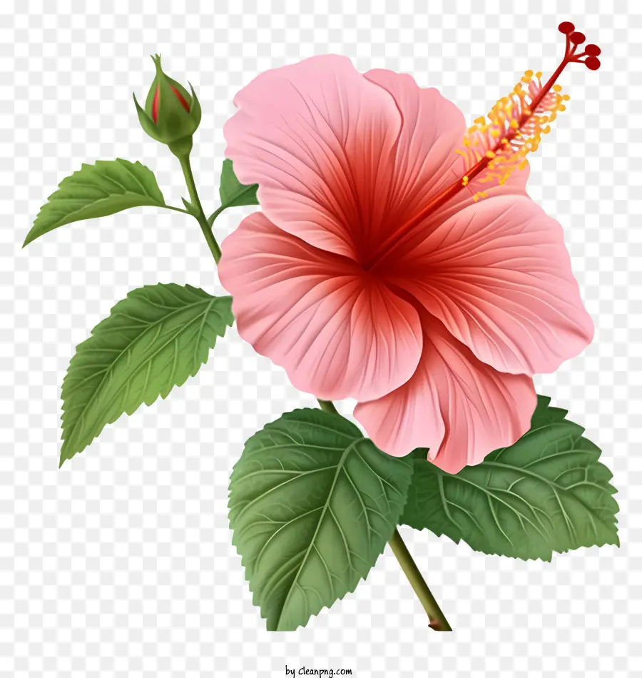 Роза Шарон проиллюстрирует，Розовый цветок гибискуса PNG