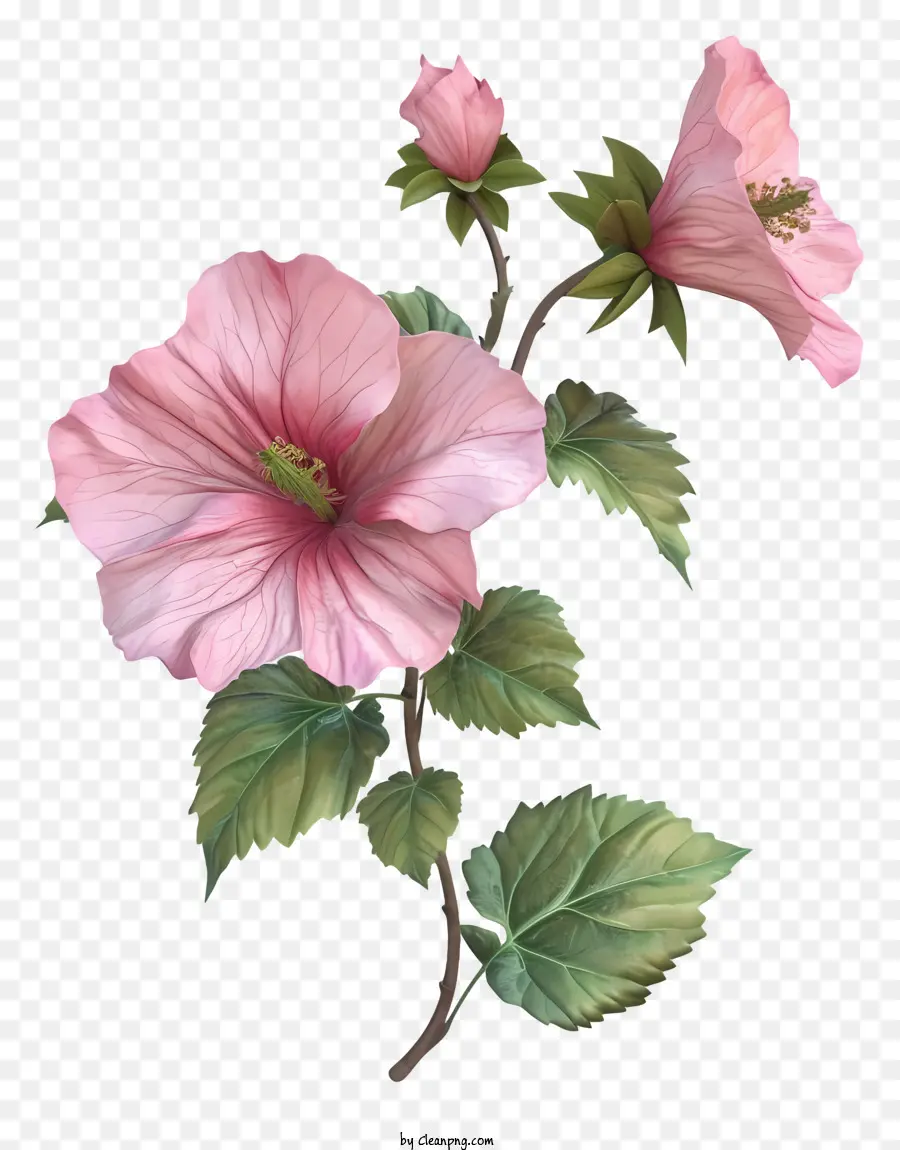 Реалистичная 3d Роза Шарон，цветок PNG