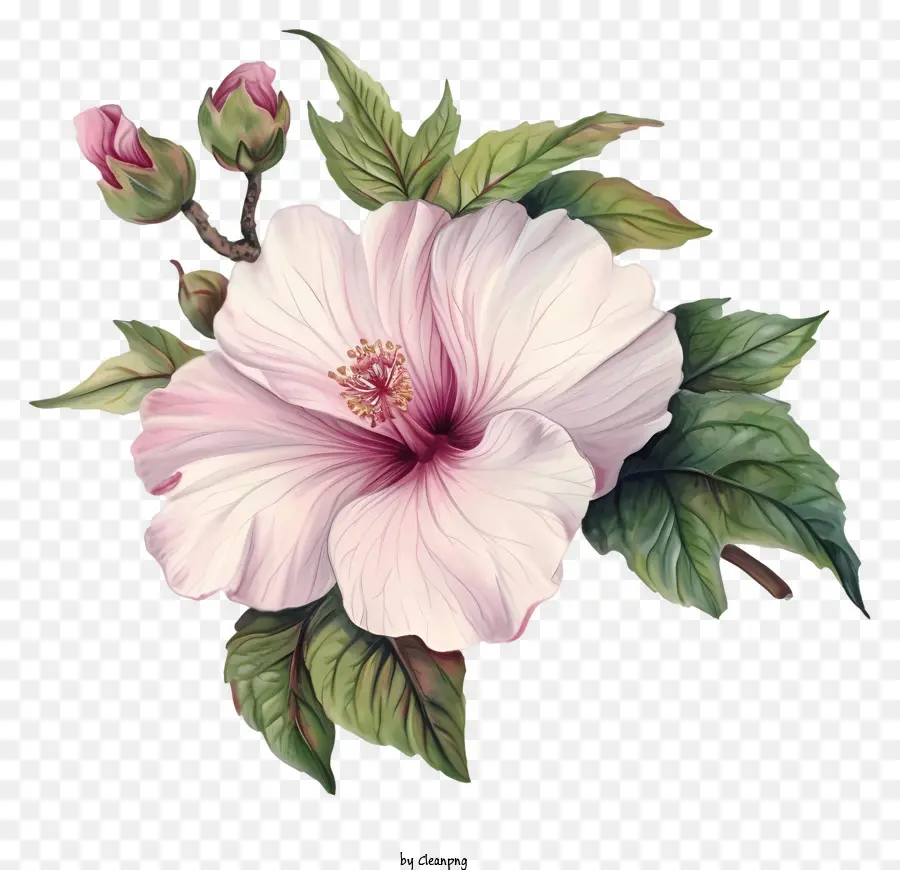 плоская роза Шарон，Розовый цветок гибискуса PNG