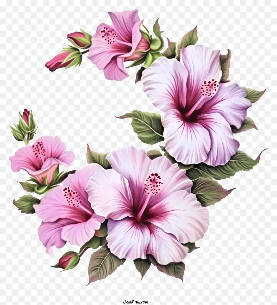 мультфильм роза Шарон，Розовые цветы гибискуса PNG