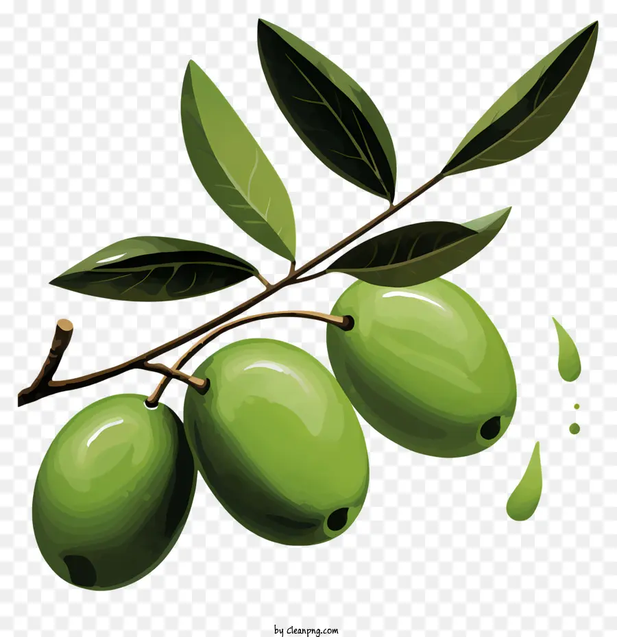 акварель оливковая ветвь，зеленые оливки PNG