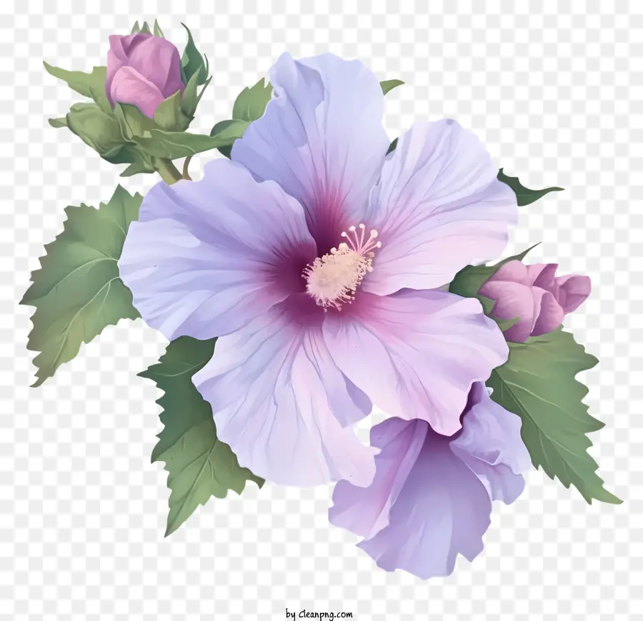 Роза Шарон проиллюстрирует，Фиолетовый цветок гибискуса PNG