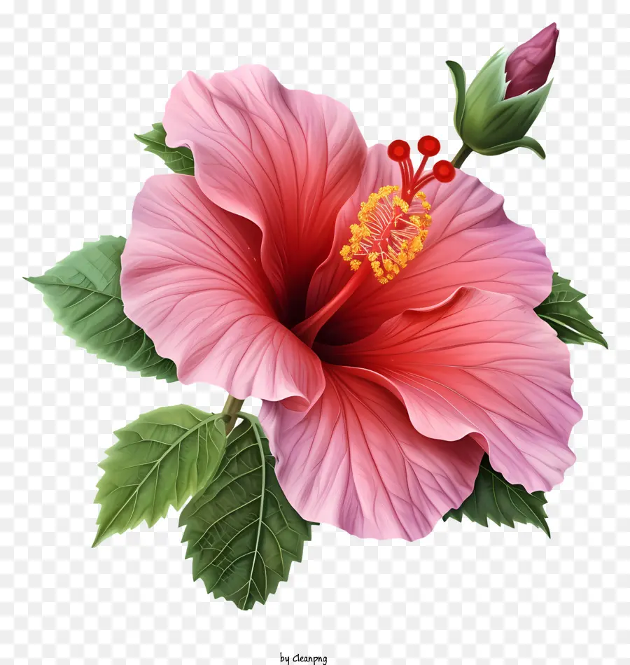 плоская роза Шарон，Розовый цветок гибискуса PNG