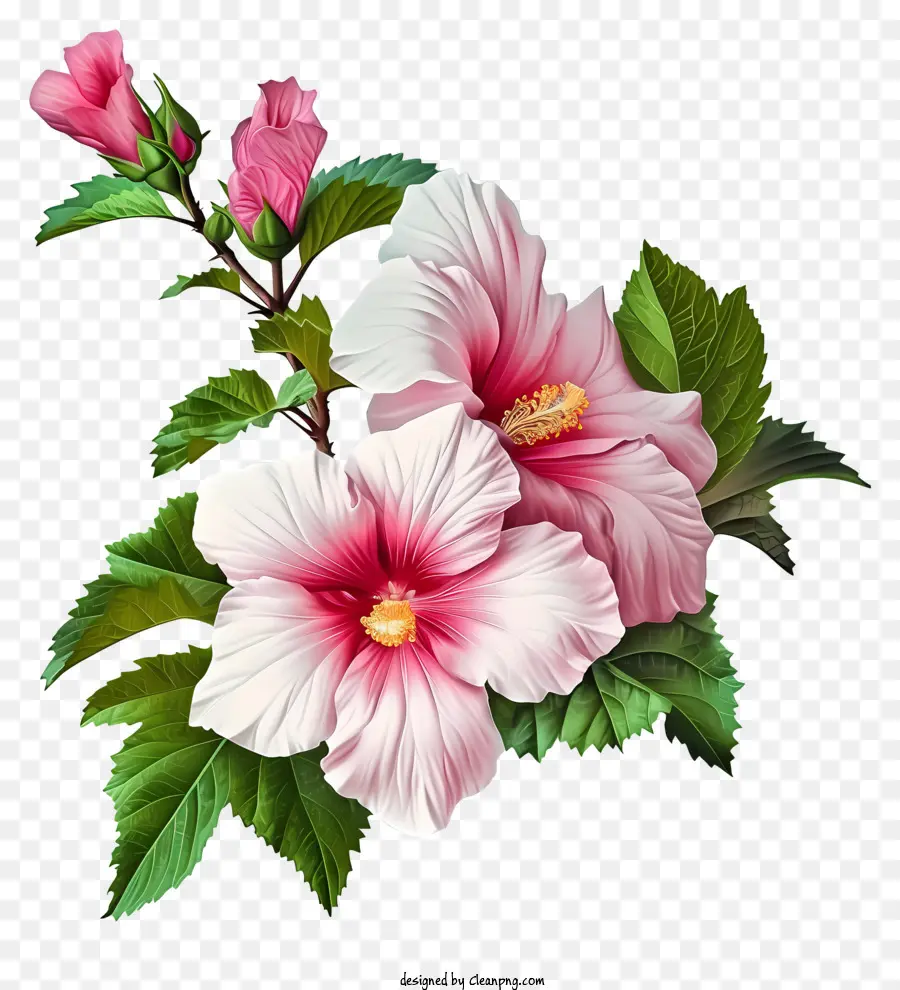Psd 3d Rose Of Sharon，Розовые цветы гибискуса PNG