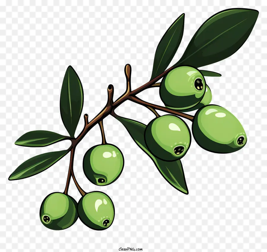 Оливковая ветвь вручную，Оливки PNG