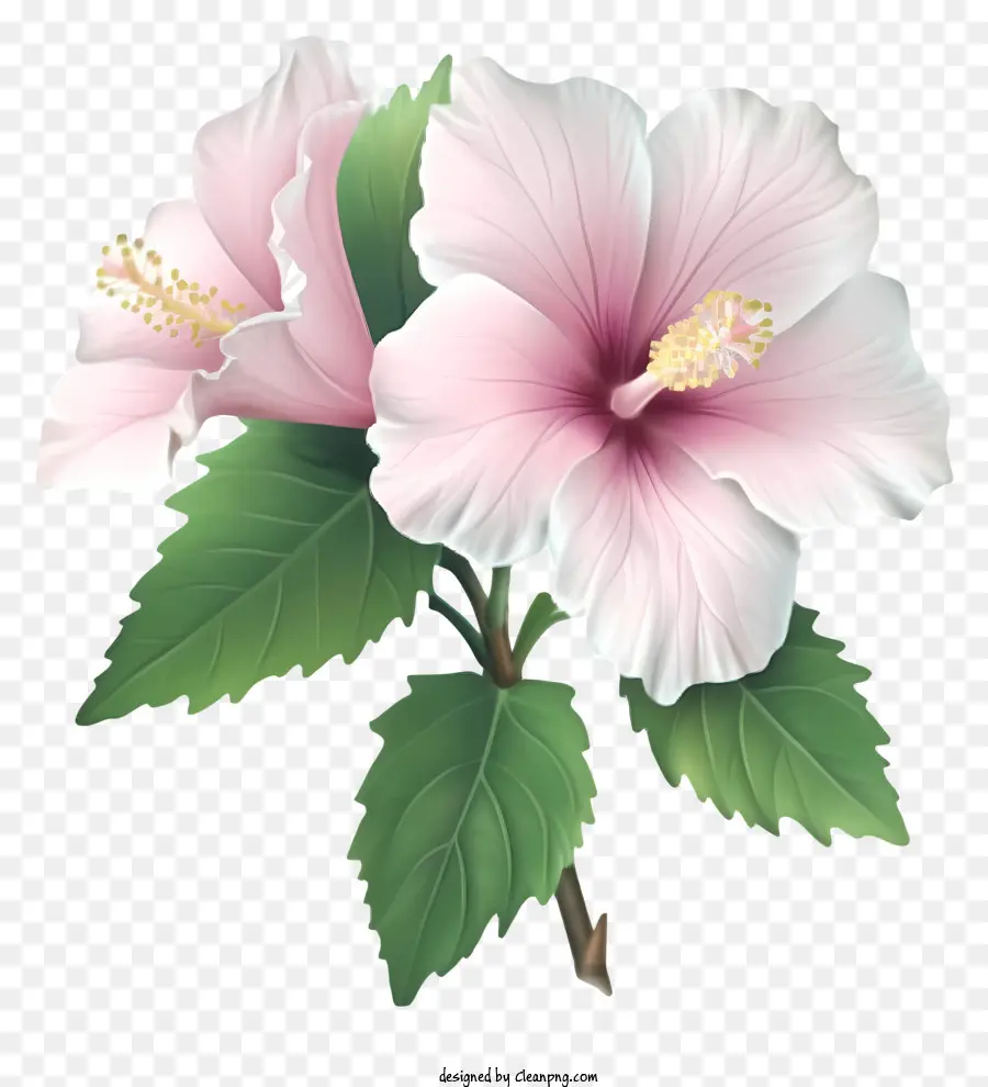 Реалистичная роза Шарон，Розовый цветок гибискуса PNG