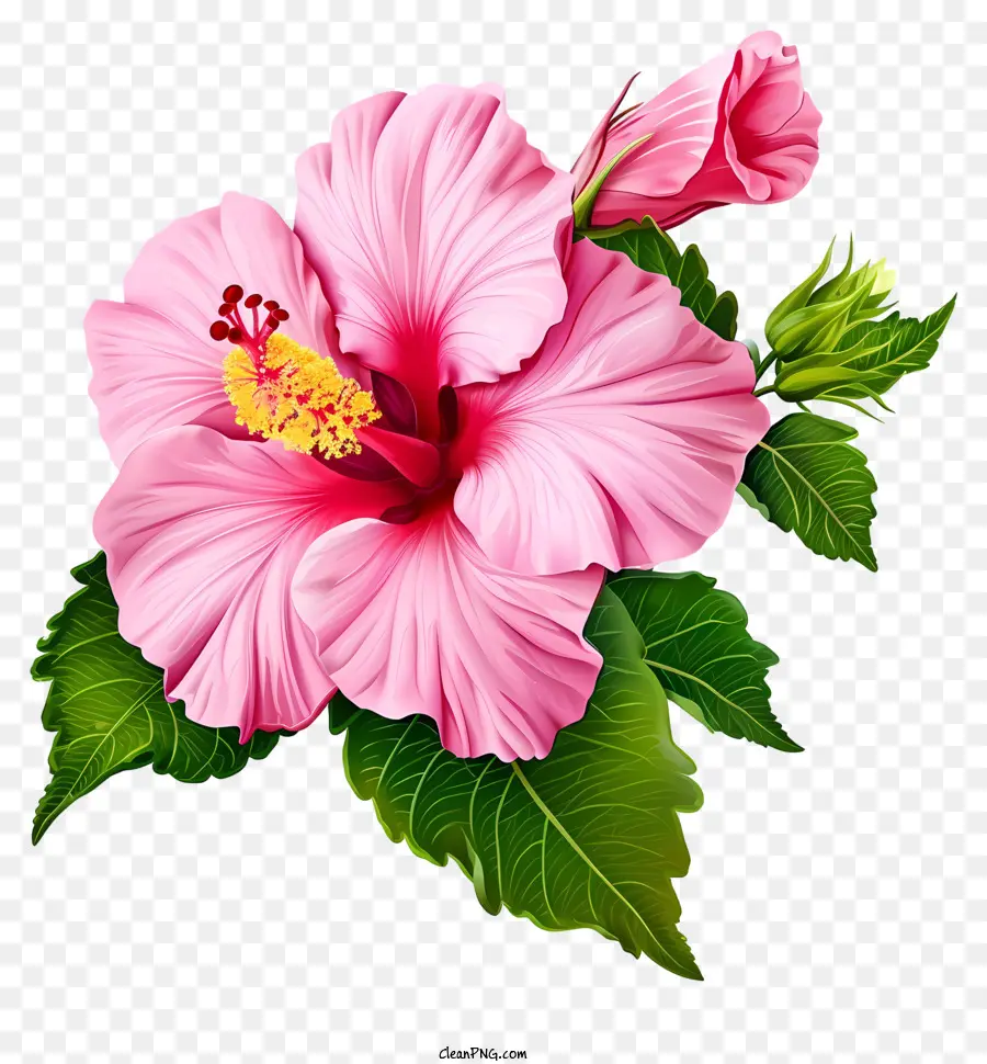 роза из Шарон икона，Розовый цветок гибискуса PNG