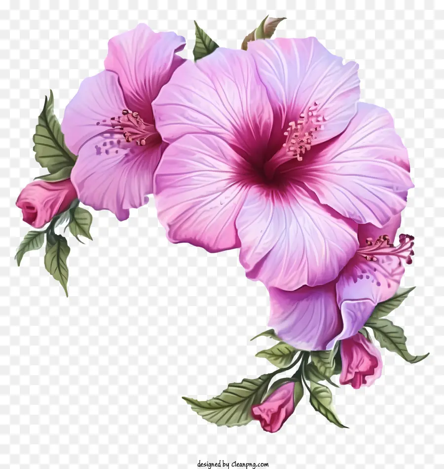 мультфильм роза Шарон，Розовый цветок гибискуса PNG