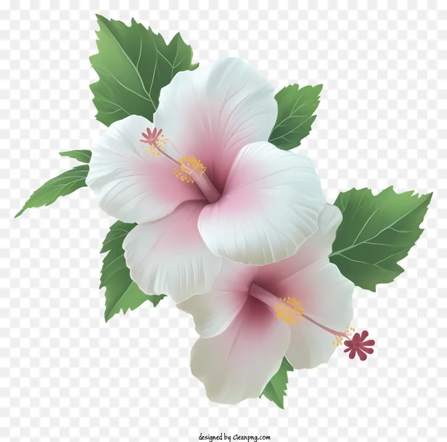 Реалистичная роза Шарон，цветы гибискуса PNG