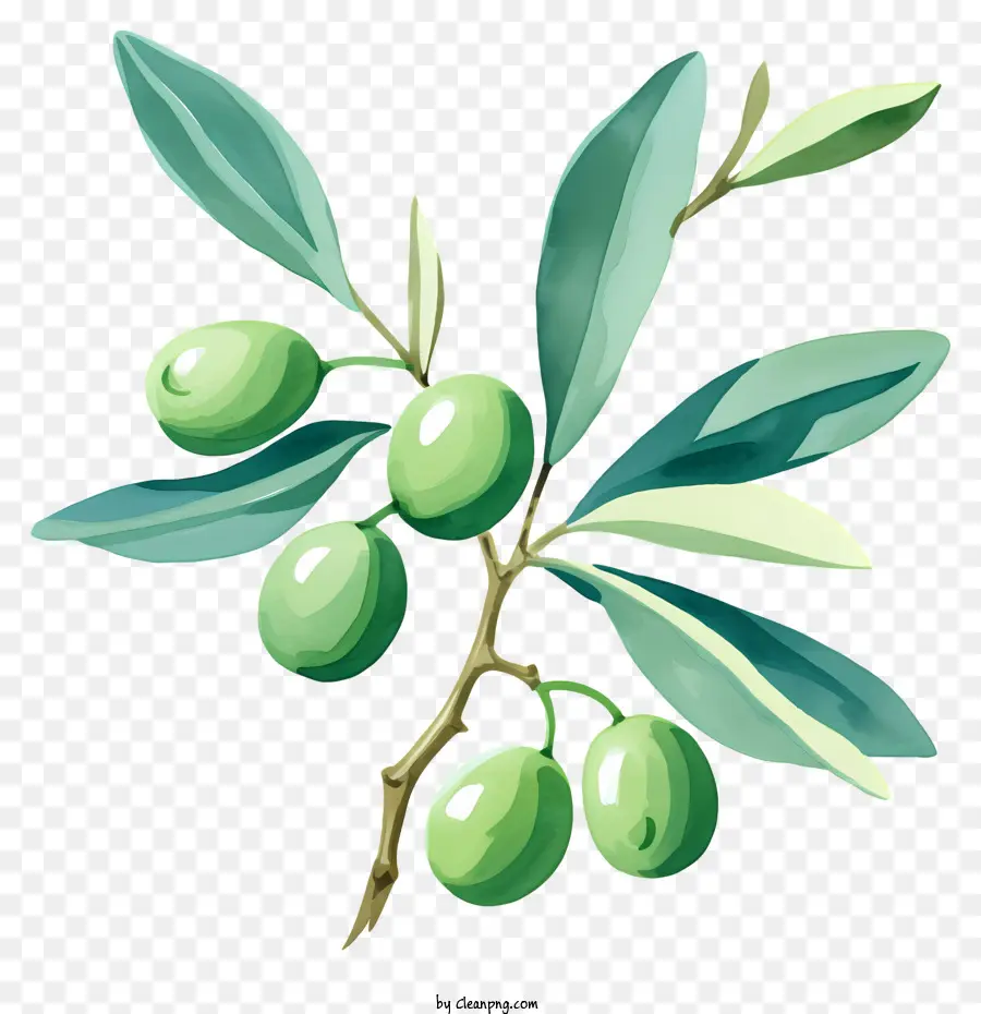 акварель оливковая ветвь，Оливковая ветвь PNG