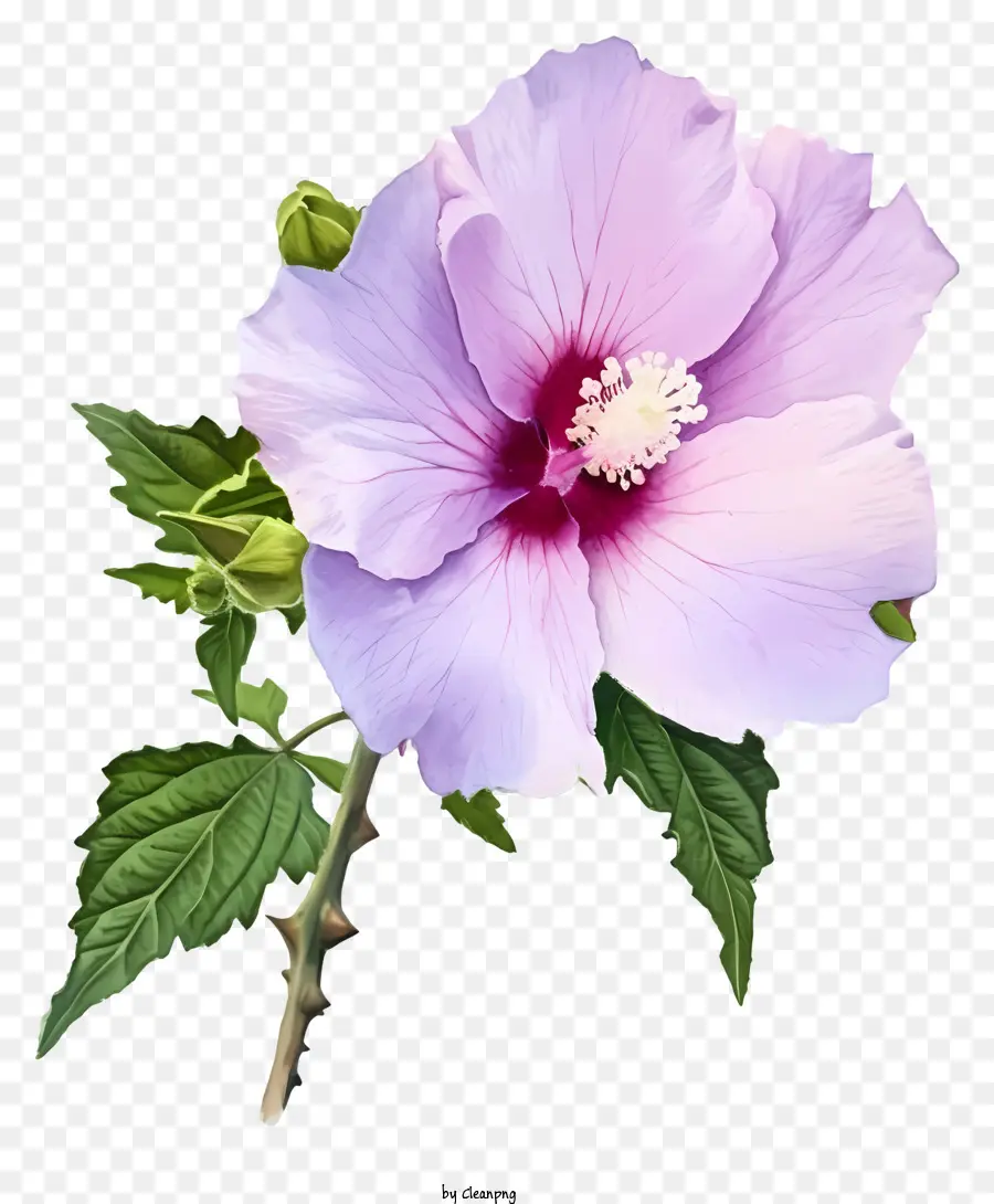 Акварельная роза Шарон，Розовый цветок гибискуса PNG