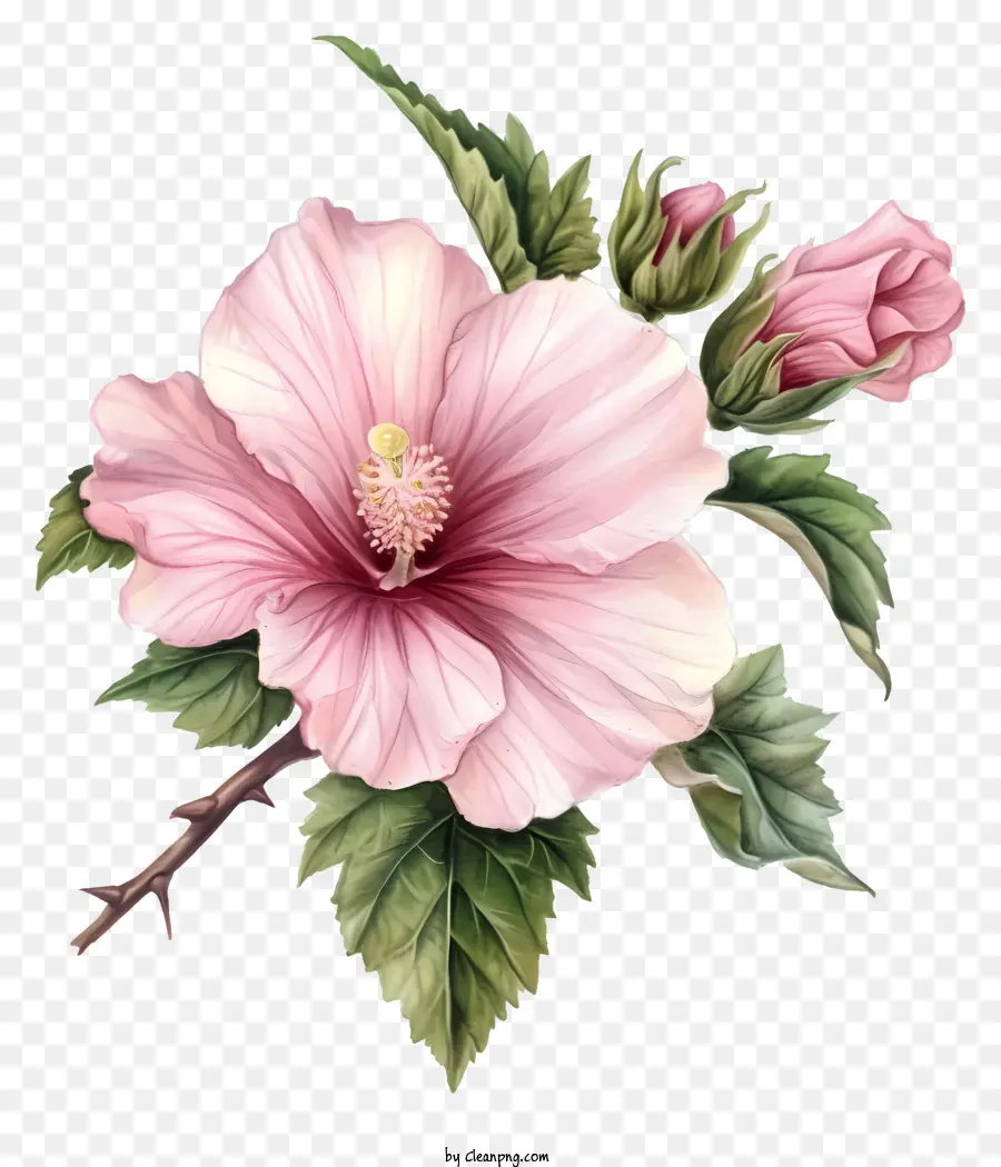 роза Шарона，Розовый цветок гибискуса PNG