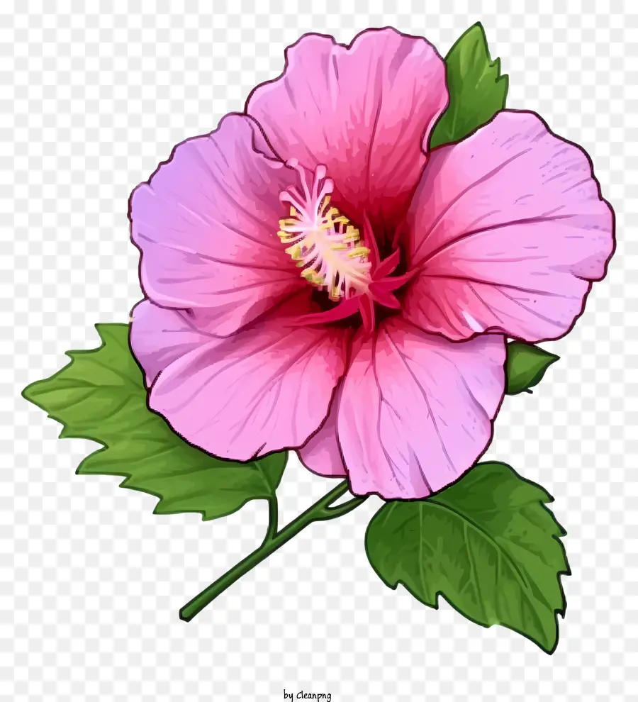 мультфильм роза Шарон，Розовый цветок гибискуса PNG
