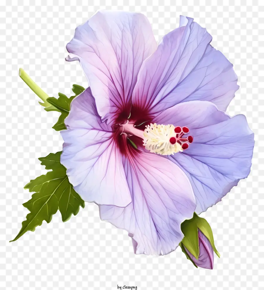 Акварельная роза Шарон，Розовый цветок гибискуса PNG
