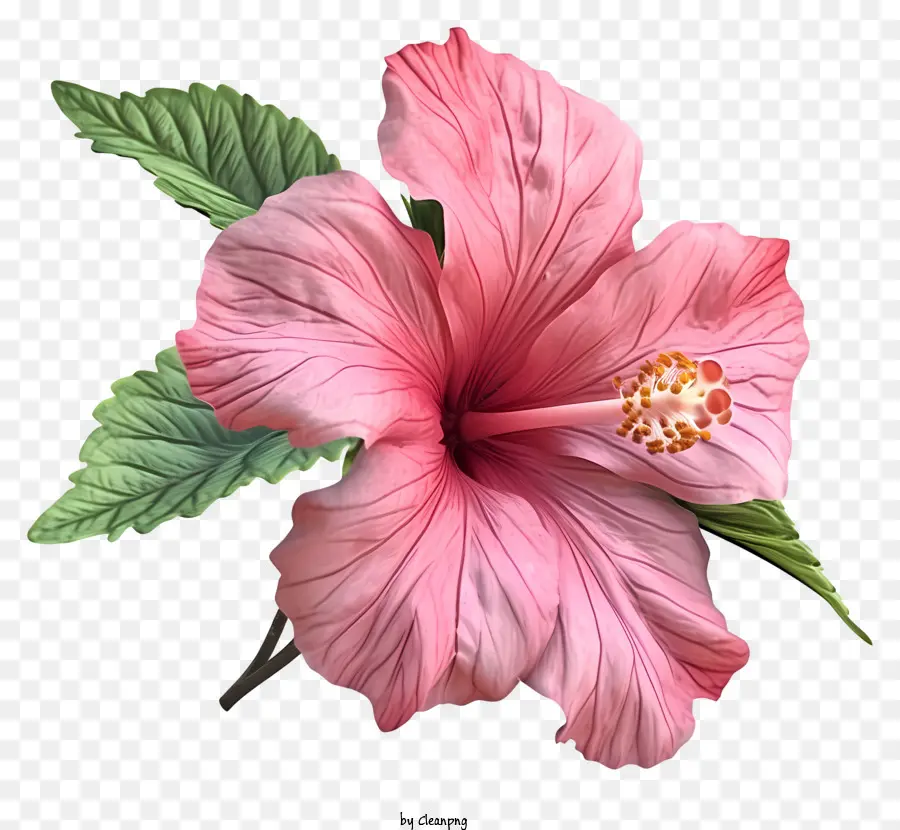 Psd 3d Rose Of Sharon，Розовый цветок гибискуса PNG