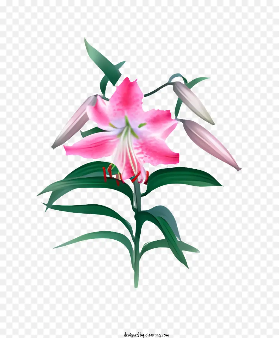 цветок，Розовый цветок лилии PNG