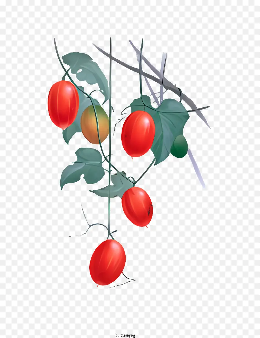цветок，томатное растение PNG