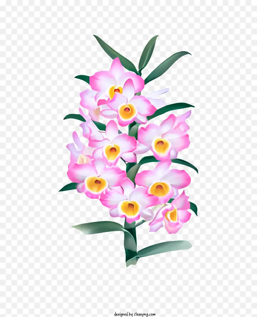 цветок，розовый и белый цветок PNG