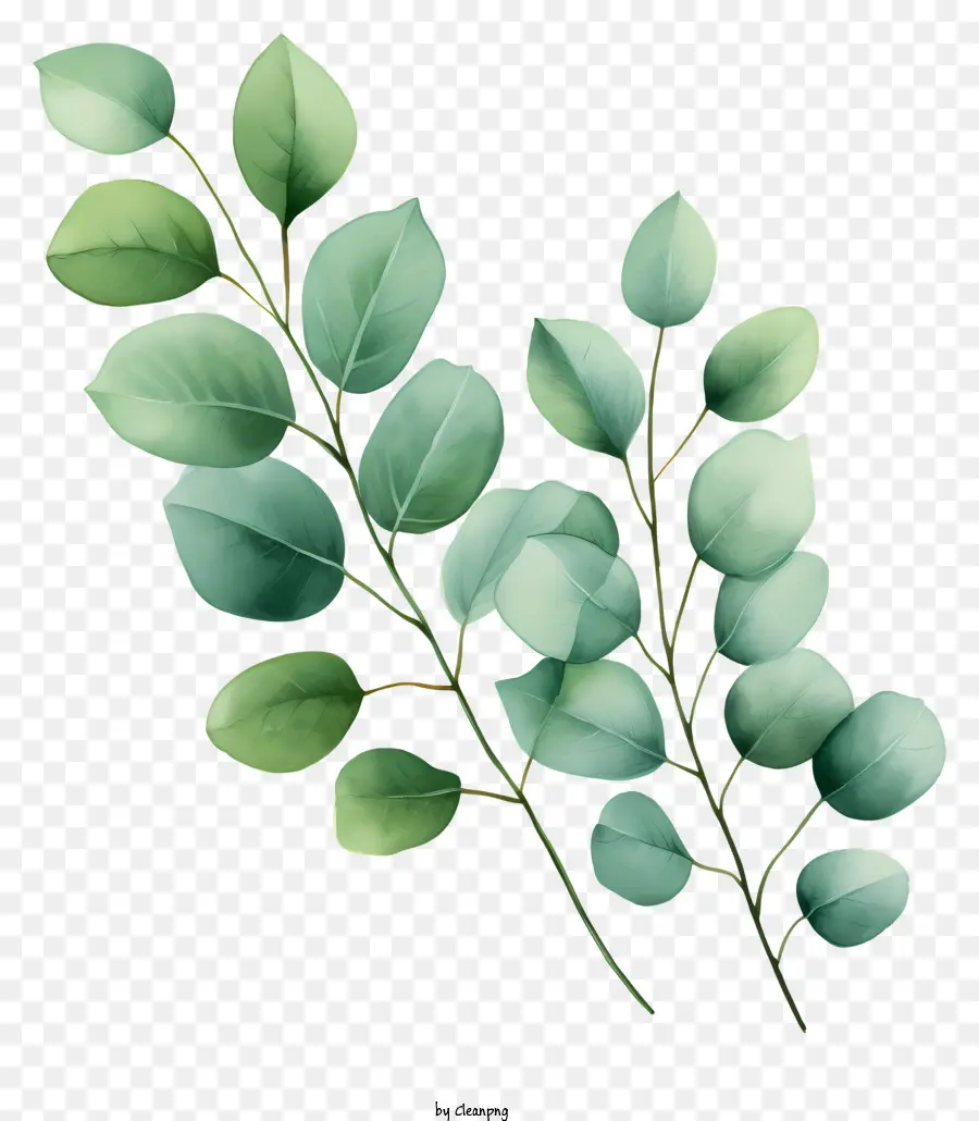 акварельные листья，Листовая ветка PNG