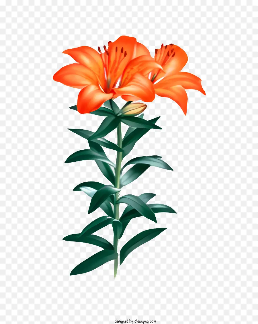 цветок，Лилия растение PNG