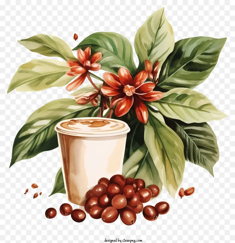 Ручная натянутая кофейная растение，кафе американо PNG