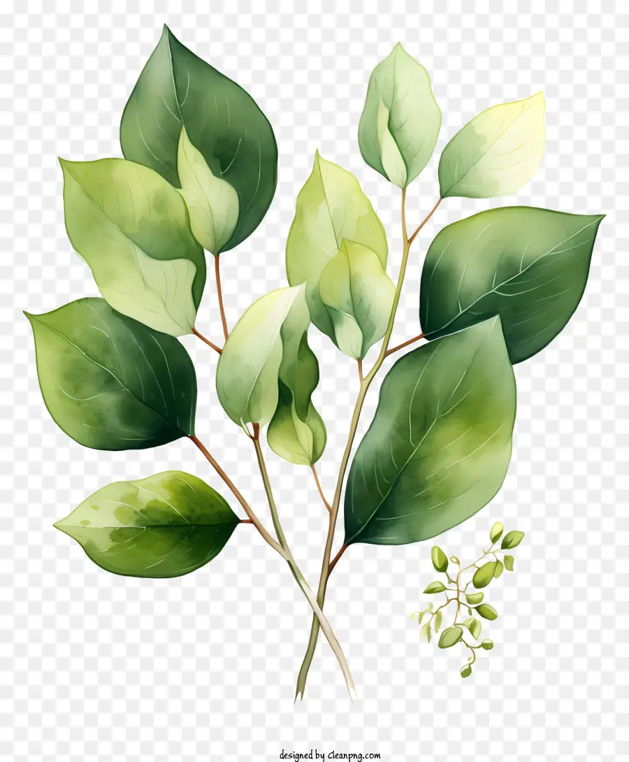 акварельные листья，Листовая живопись PNG