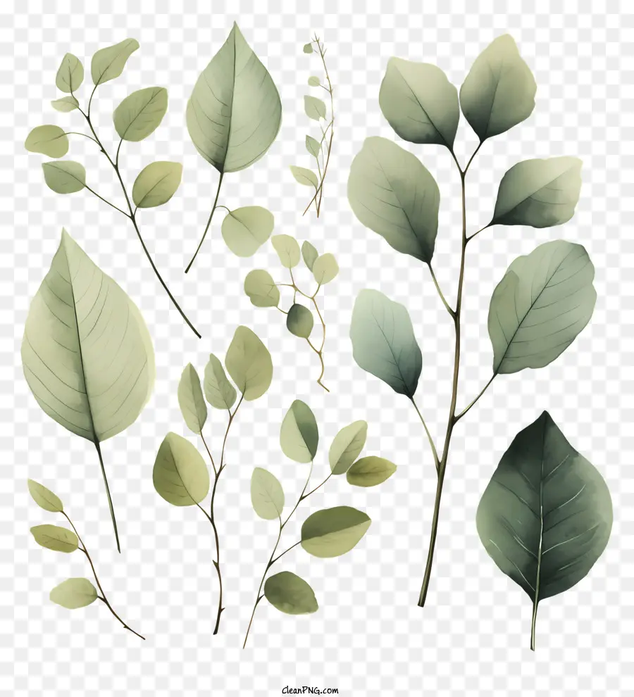 нарисованные вручную акварельные листья，акварельные иллюстрации PNG