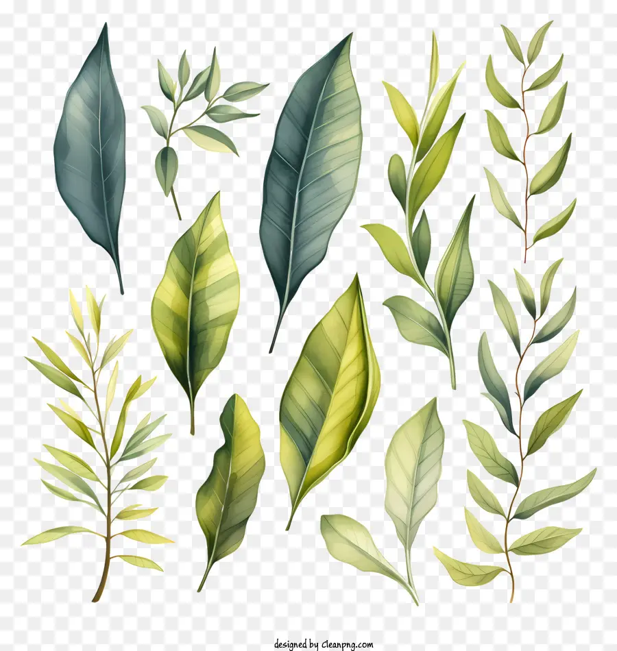 Плоские акварельные листья，зеленые листья PNG