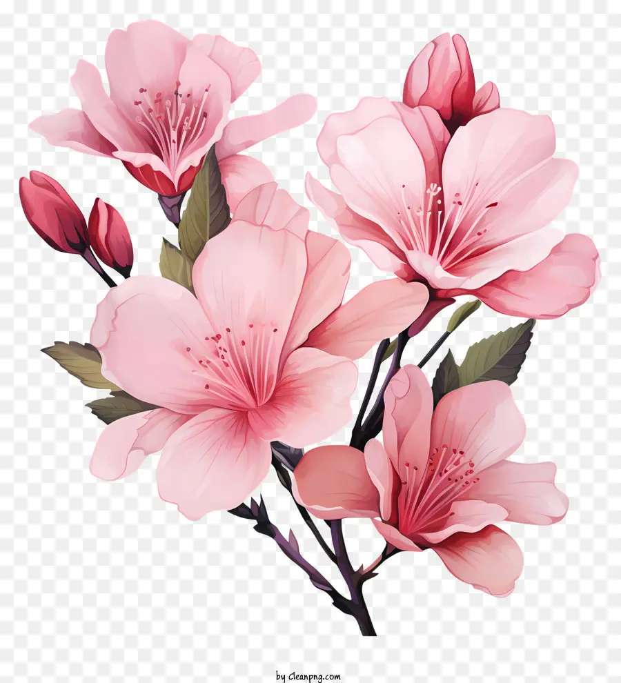 Акварельный розовый цветок，Розовые цветы PNG