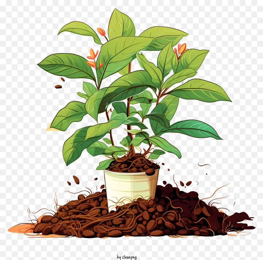 кофейного дерева，горшечные растения PNG