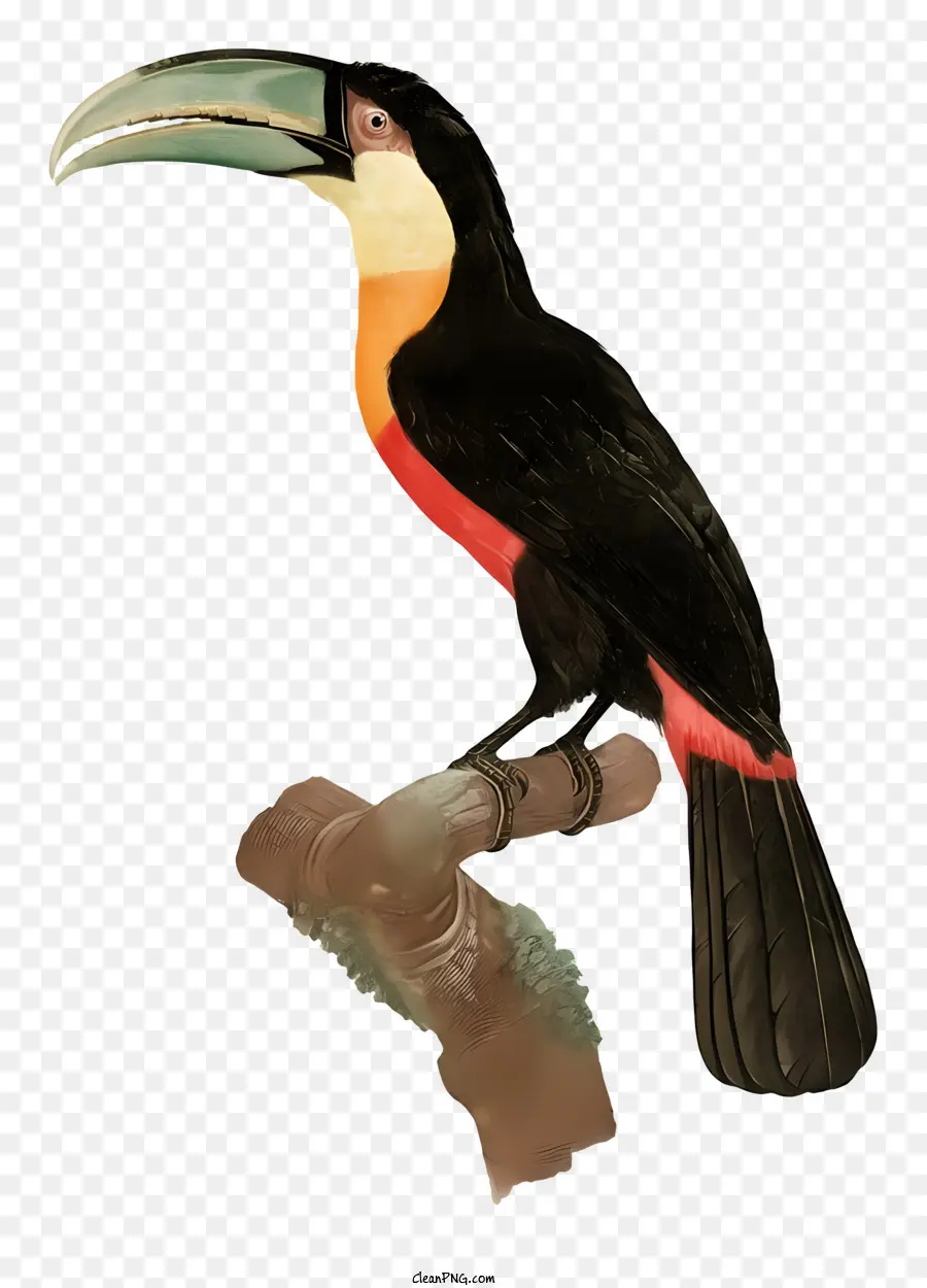 птичий попугай，живопись PNG