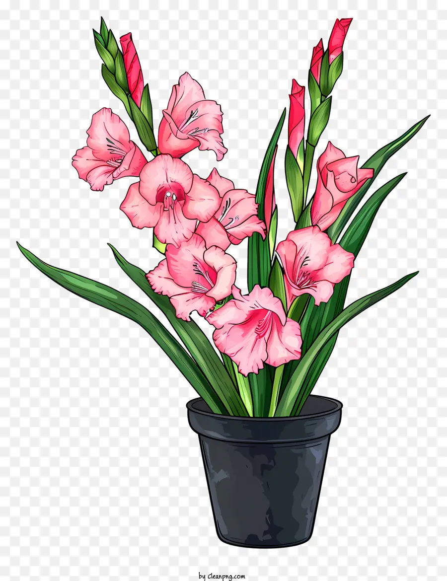 Гладиолус，Горшечный цветок PNG