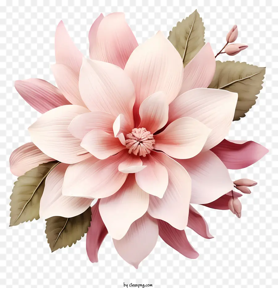 Плоский розовый цветок，розовый цветок PNG