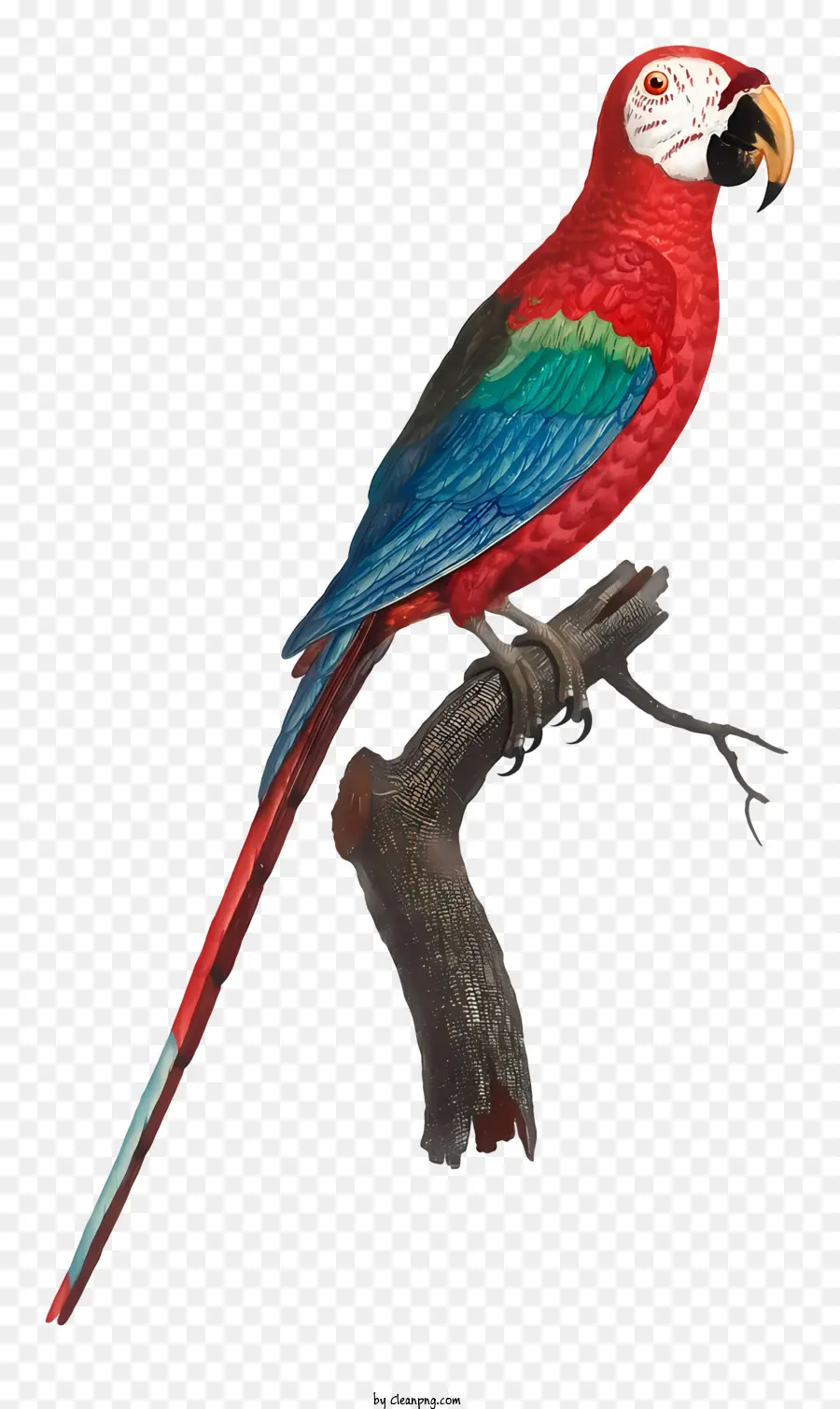 птичий попугай，Попугай PNG