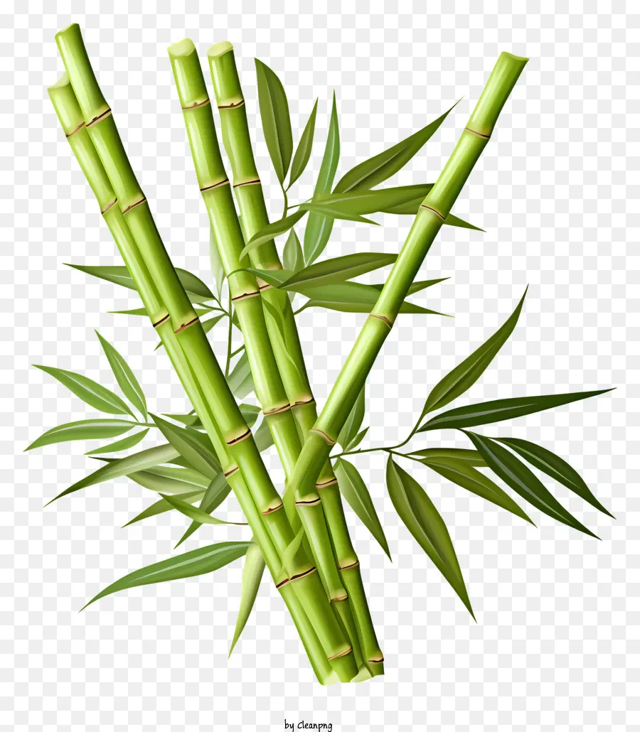 плоский бамбуковый стебель，Bamboo PNG