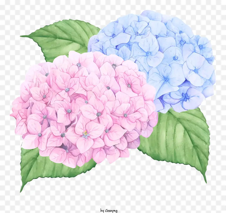 Гортензия，цветы гибискуса PNG