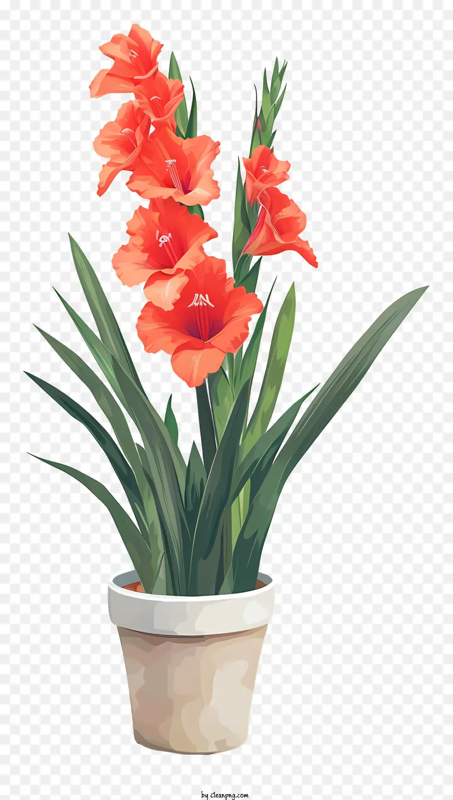 Гладиолус，Горшечный цветок PNG